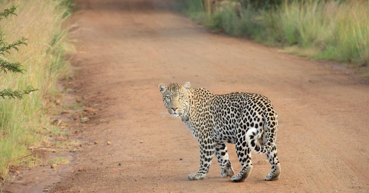 North Spore vs Midwest Grow Kits: Which Should You Buy?