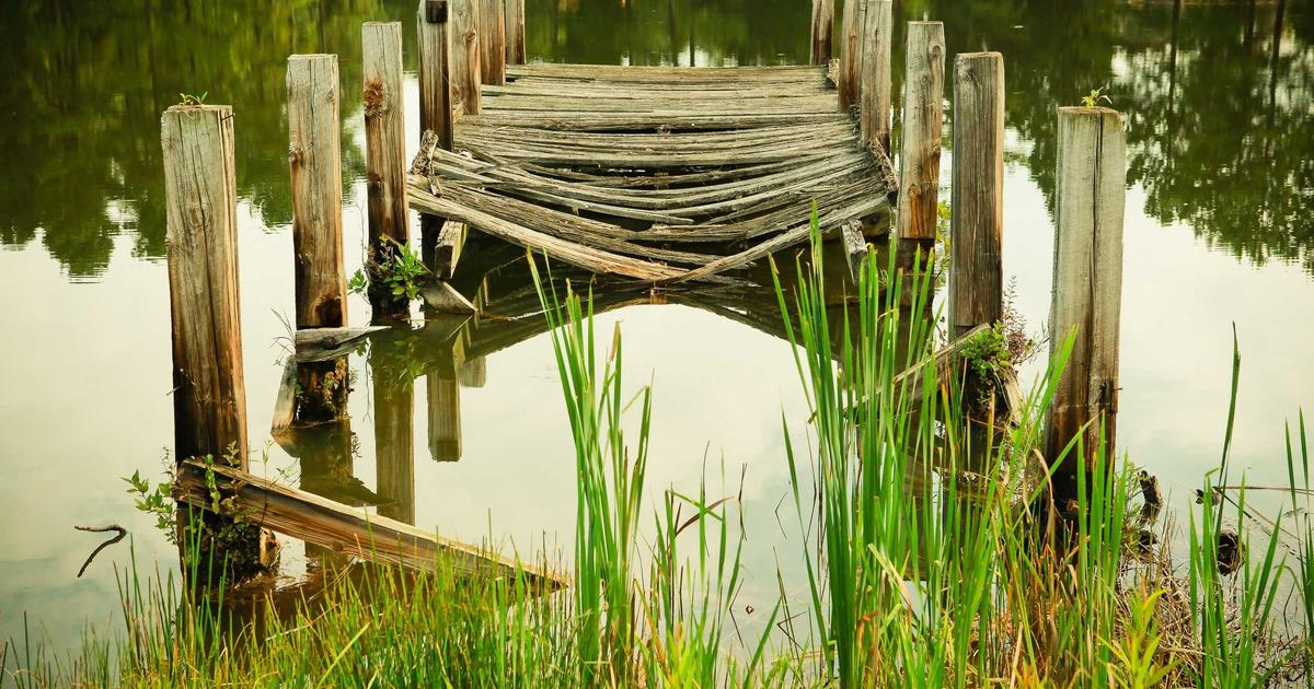 North Spore Blue Oyster Kit Review