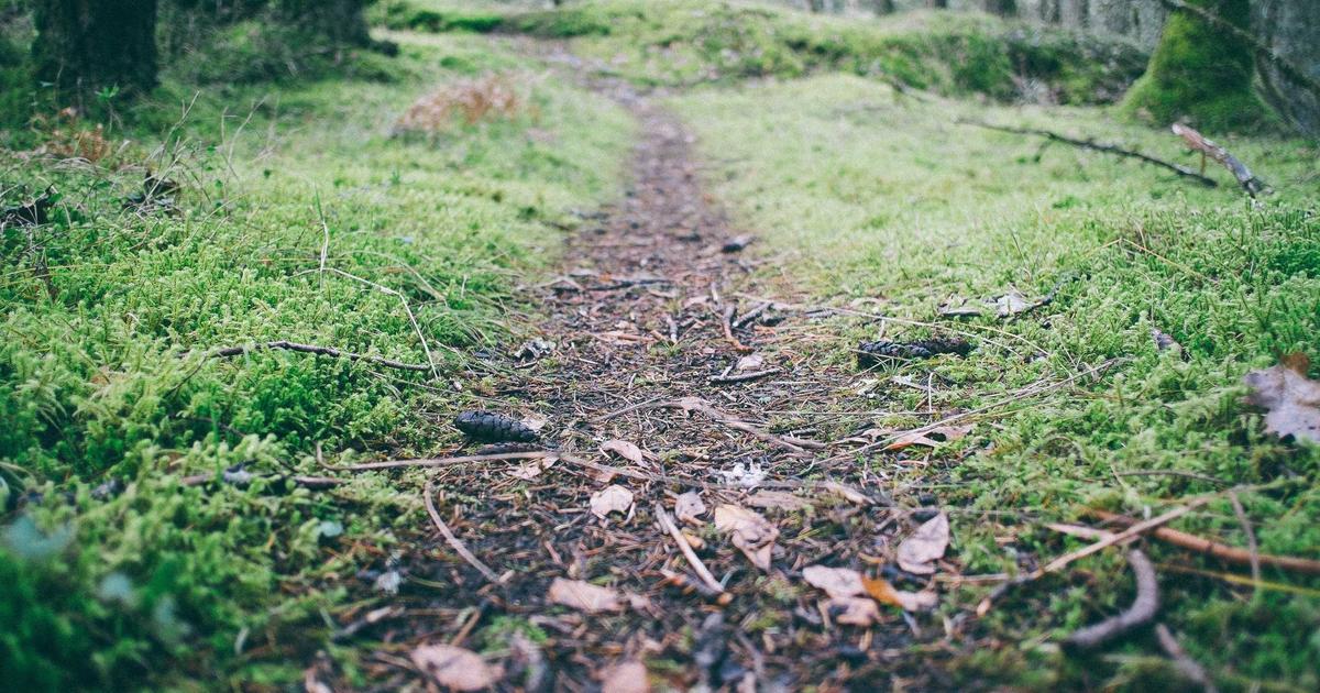 Best Mushroom Grow Kits for Beginners in 2026